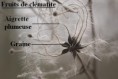 /album/galerie-de-photos-i-la-dispersion-des-vegetaux-/fruits-clematite-jpg/